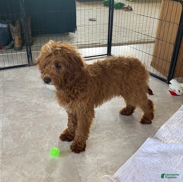 Mini Goldendoodle dogs Chipper - Ad 2