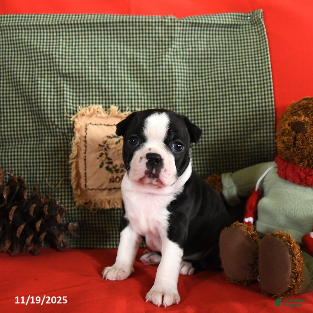 Boston Terrier dogs for sale: Oliana - Ad 9