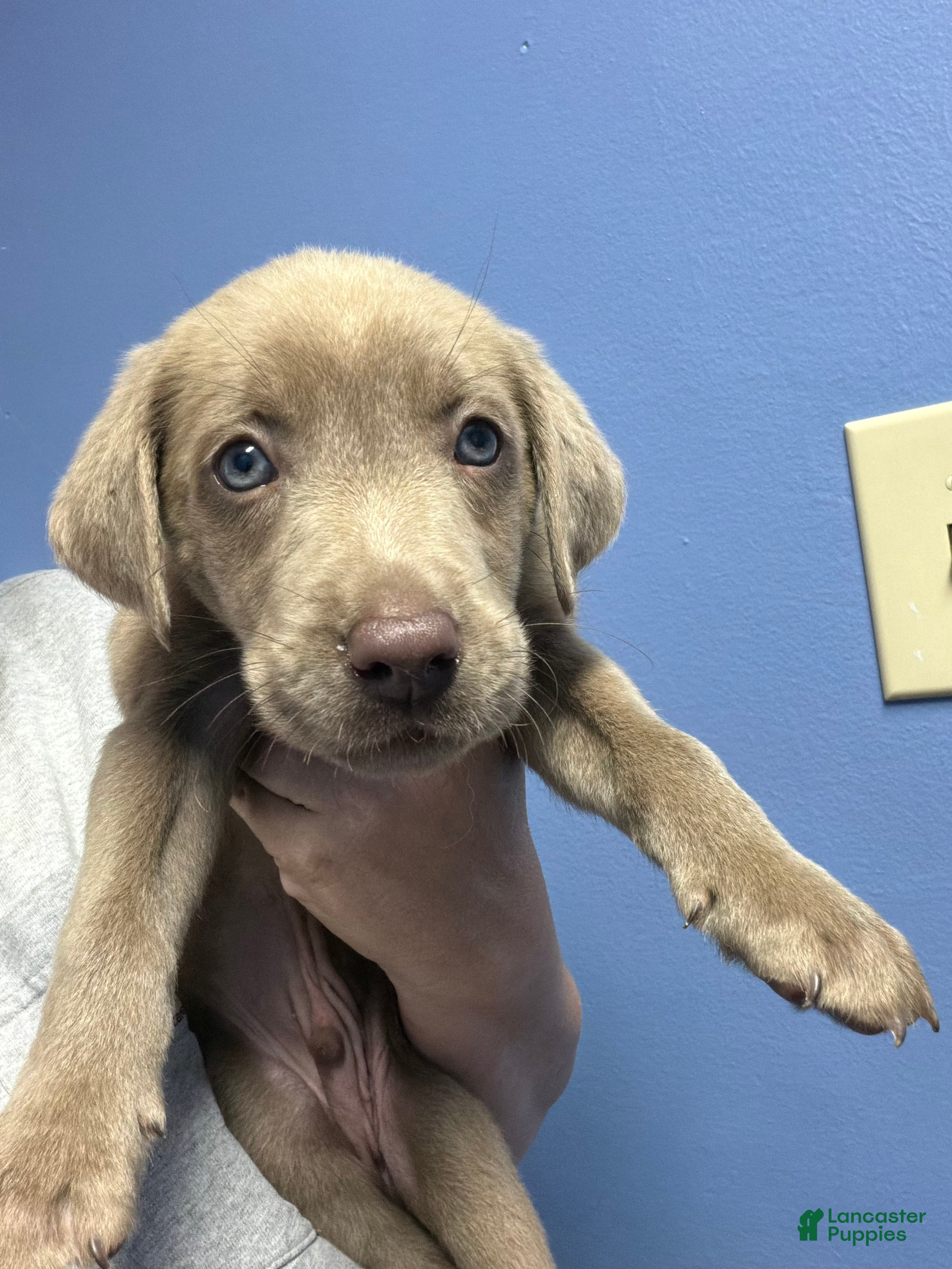 Labrador Retriever dogs Blue male - Ad 2
