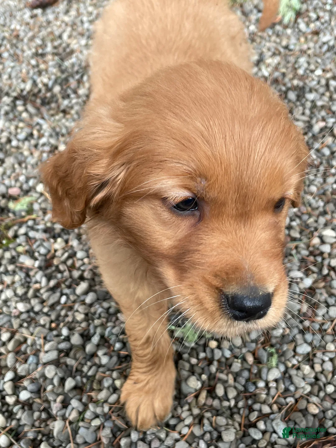 Golden Retriever dogs for sale: Rusty - Ad 4