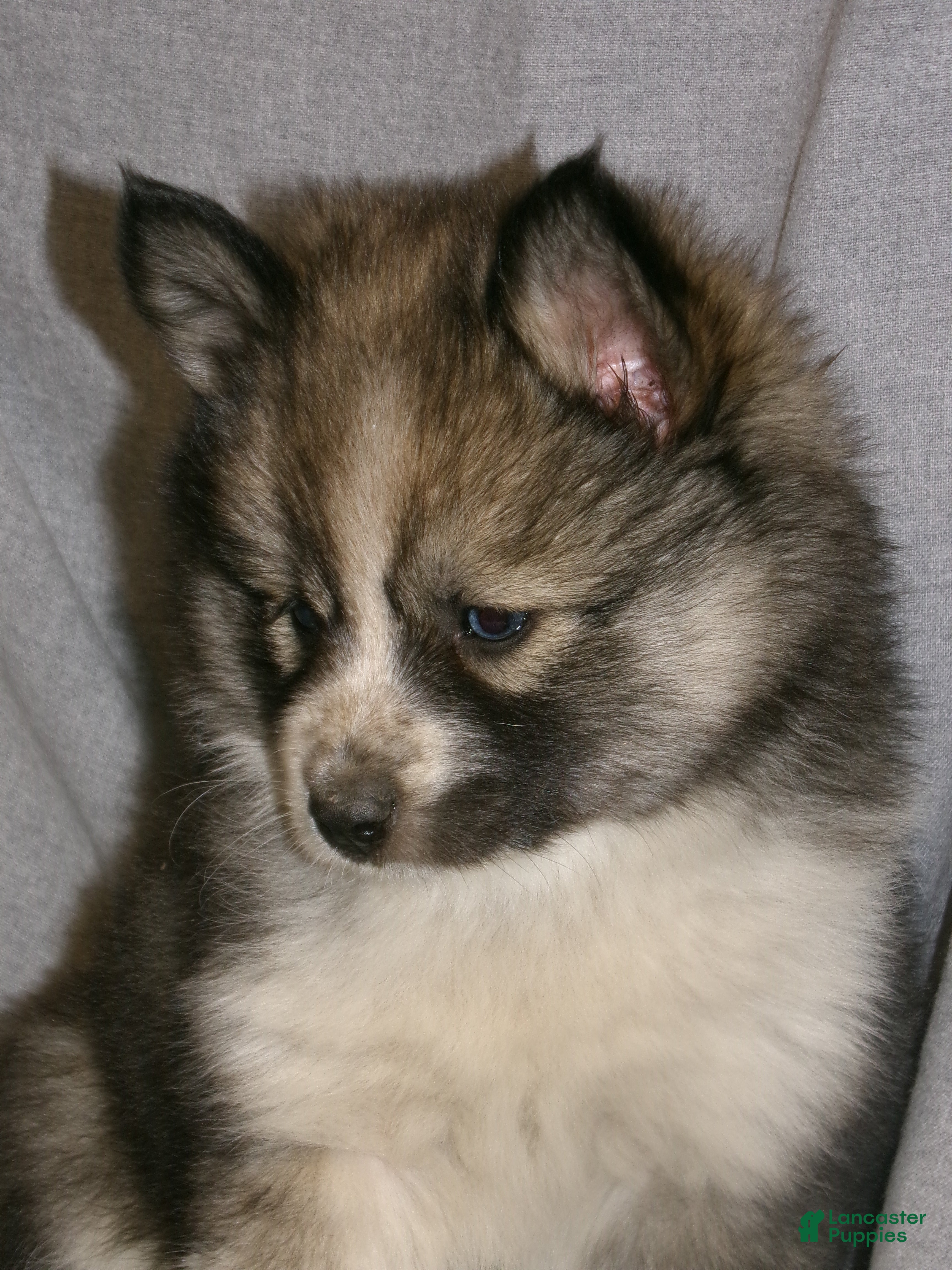 Pomsky dogs Emma - Ad 2