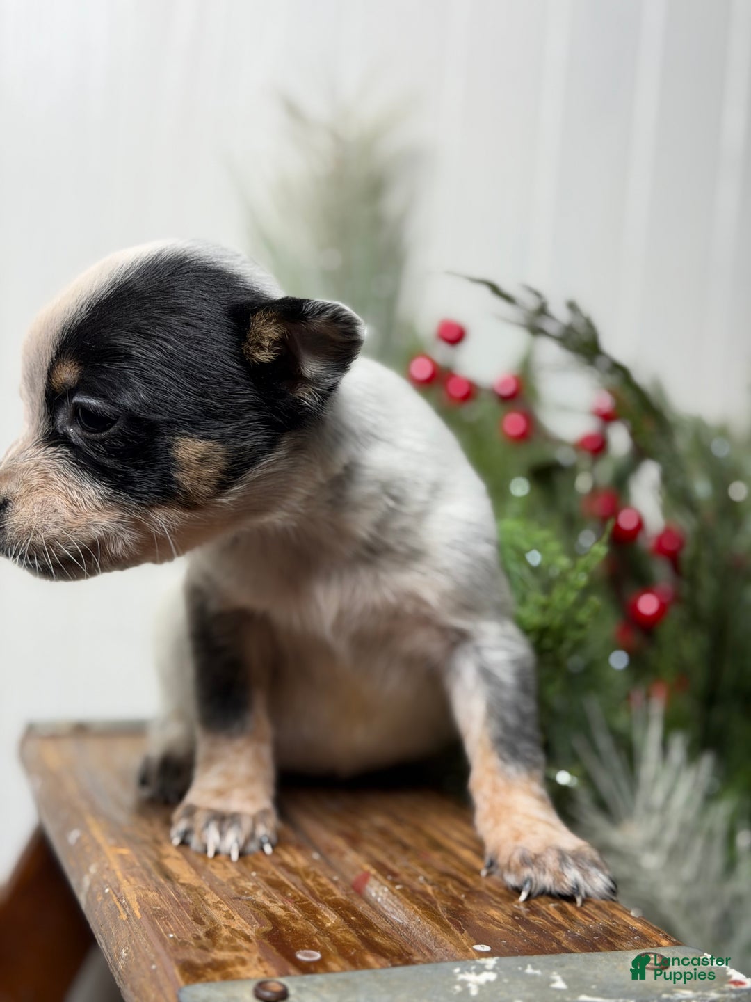 Australian Cattle Dog dogs for sale: Australian Cattle Dog Puppy 6 - Ad 6