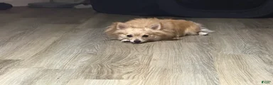 Mello