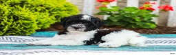 Havapoo dogs for sale: Wiggles (Raised in Home, Crate Trained & Potty Training!)  - Ad 5