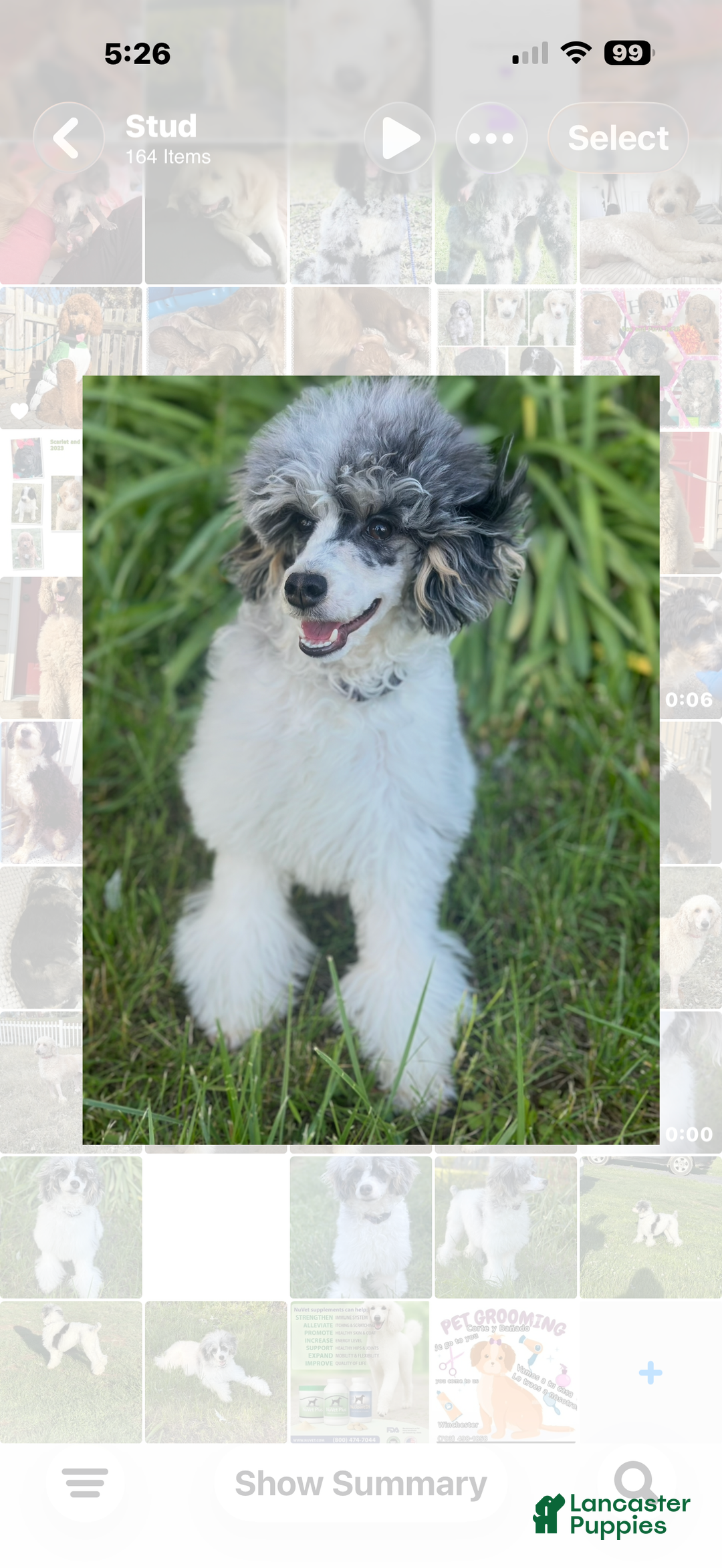 Miniature Poodle dogs for stud: Tri color Merle  - Ad 5