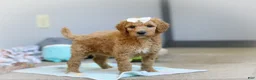 Standard Poodle dogs for sale: Nala AKC - Ad 1
