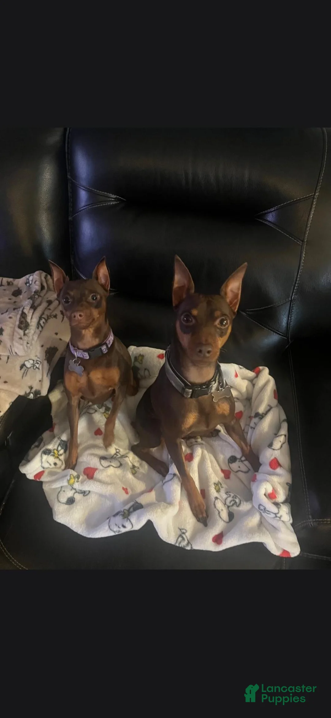 Miniature Pinscher dogs for sale: Miniature Pinscher 2 - Ad 2