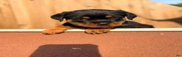 Rottweiler dogs for sale: Rottweiler 6 - Ad 17