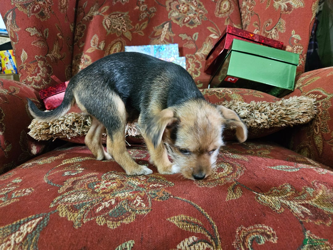 Chorkie dogs for sale: Dove - Ad 5