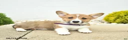 Welsh Corgi Pembroke dogs for sale: Buttercup  - Ad 3