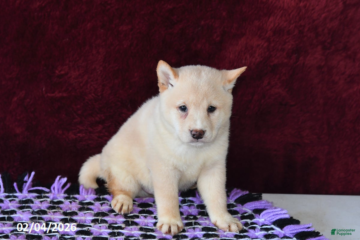 Shiba Inu dogs Lance  - Ad 2