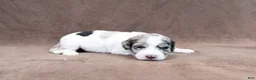 Goldendoodle dogs for sale: Purple Blondie - Ad 1