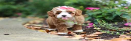 Cavapoo dogs for sale: Ellie - Ad 14