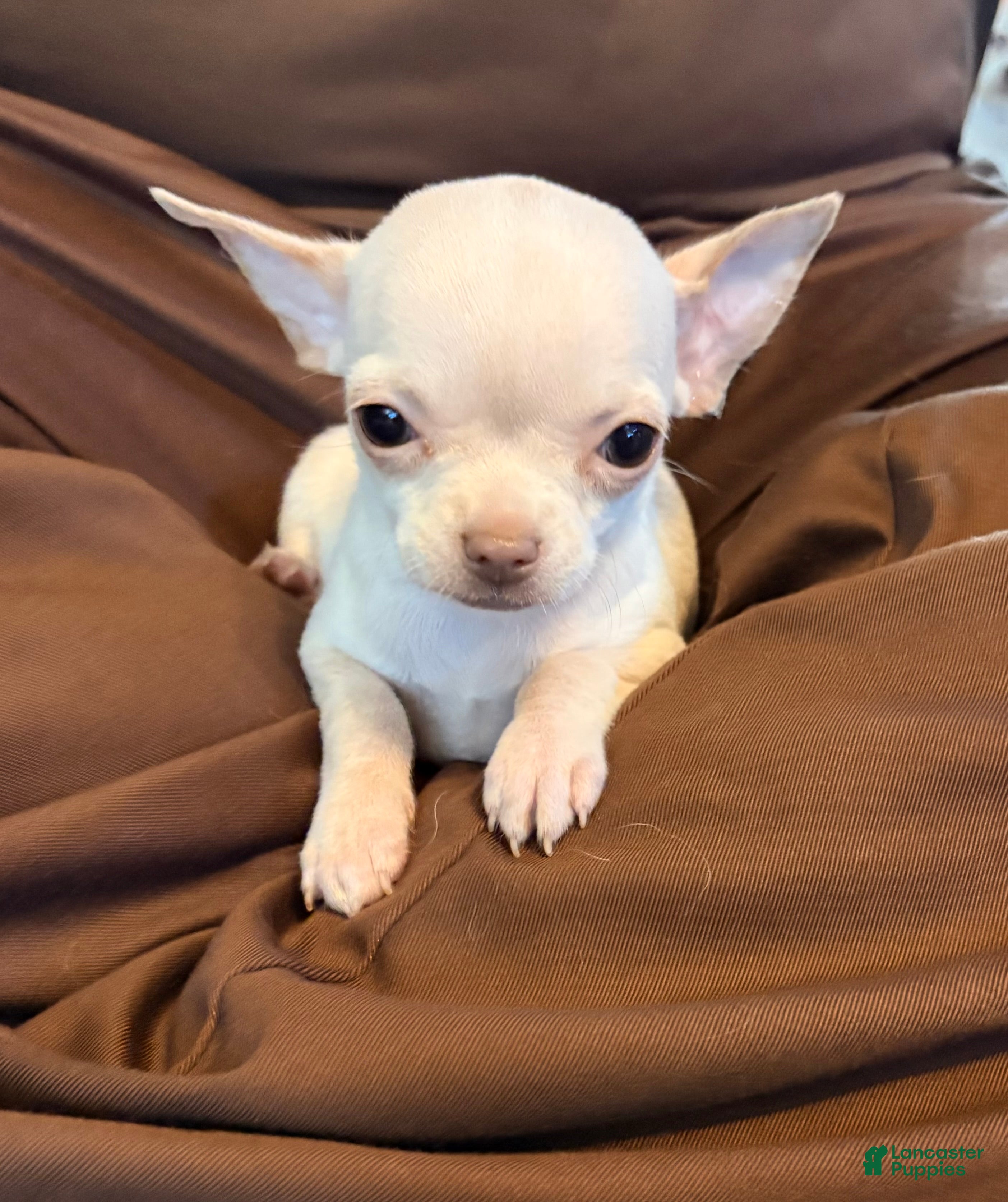 Chihuahua dogs Pearl  - Ad 2