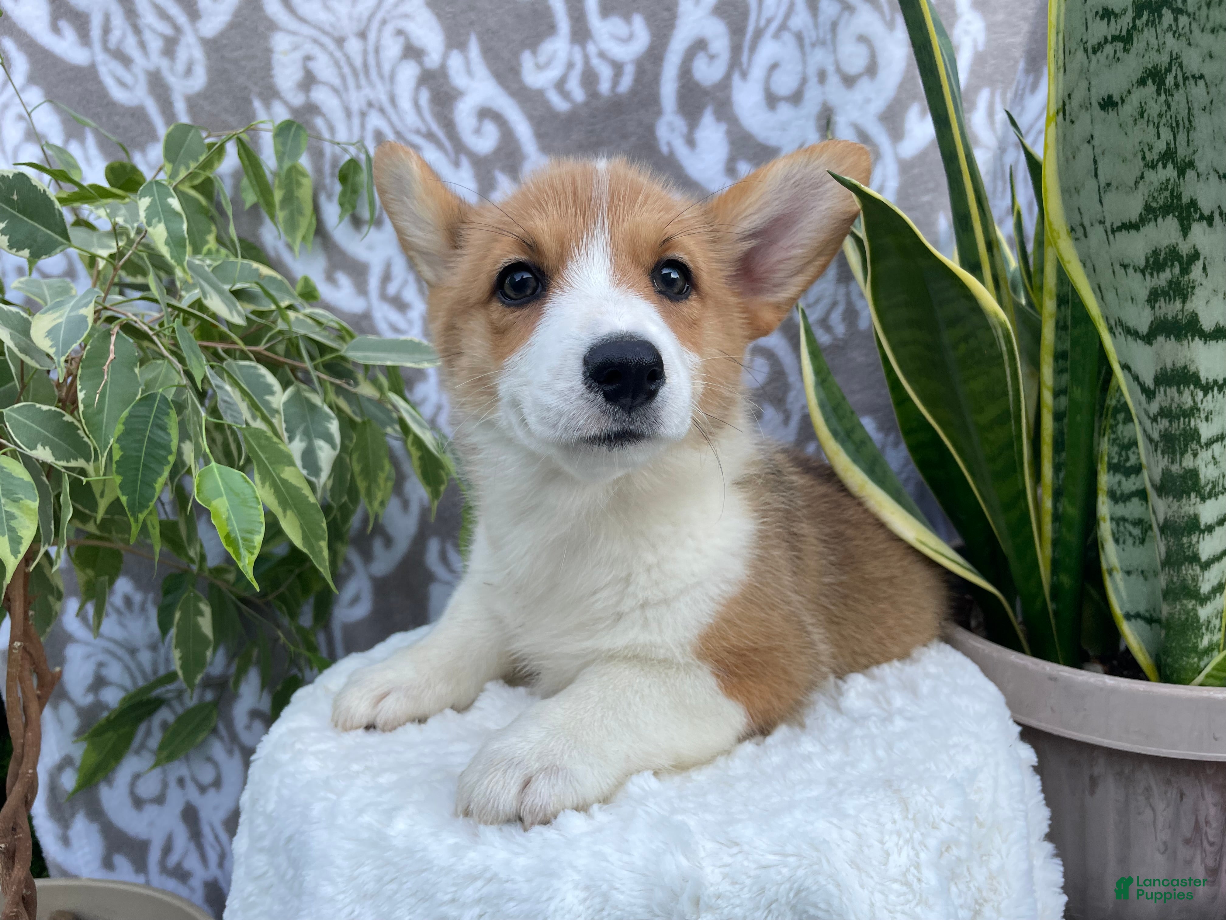 Welsh Corgi Pembroke dogs Sara - Ad 2