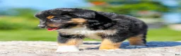 Miniature Australian Shepherd dogs for sale: Honda - Ad 5