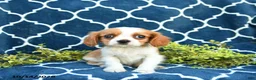 Cavalier King Charles Spaniel dogs for sale: Butter Pecan - Ad 5