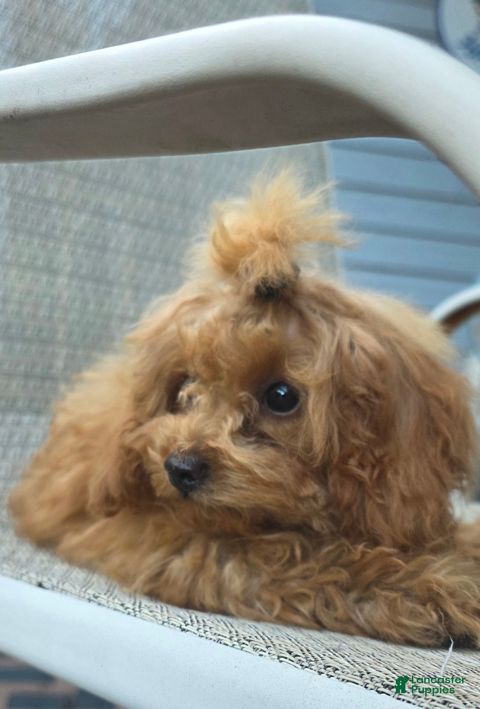 Maltipoo dogs Lucy - Ad 1