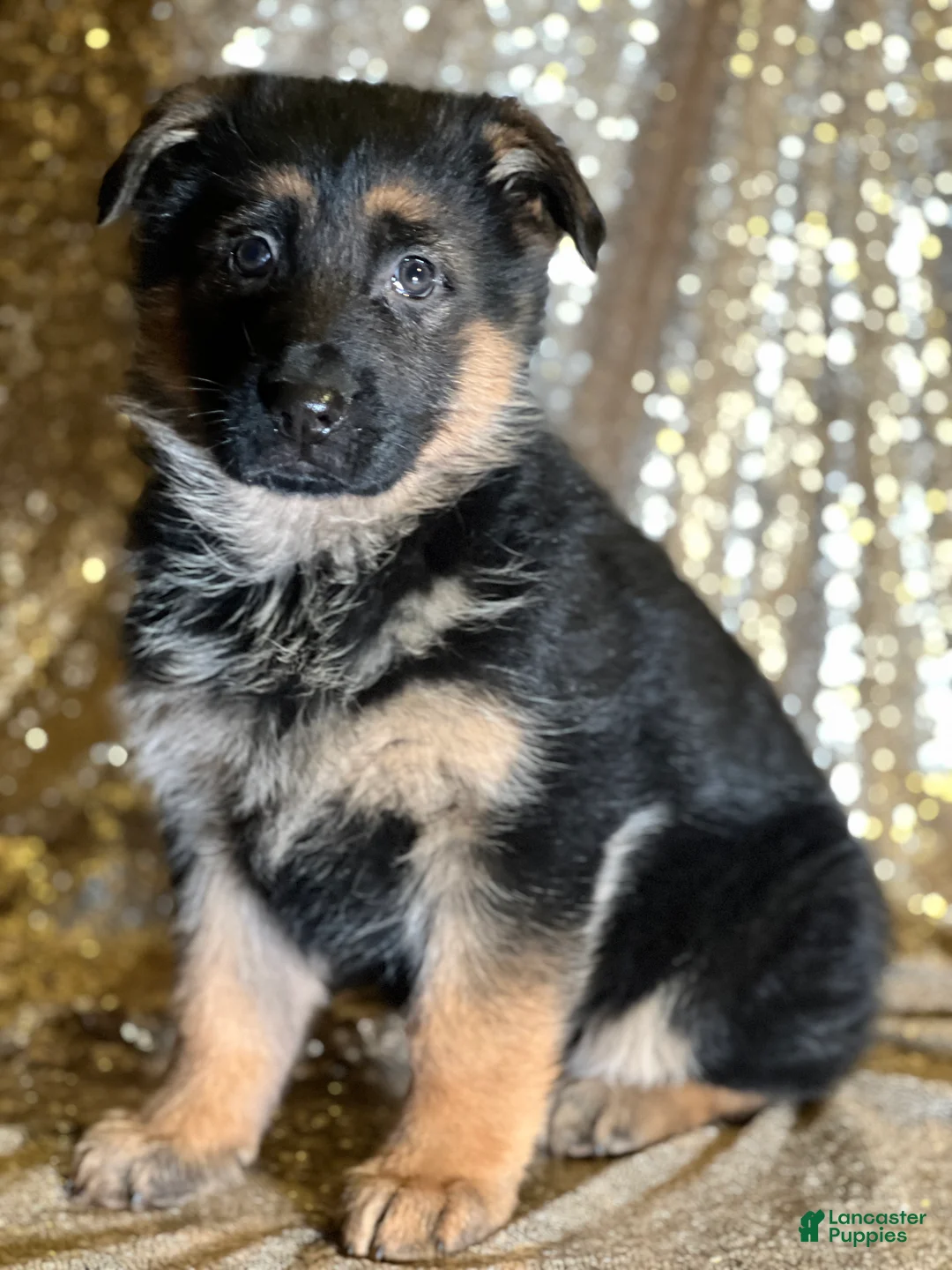 German Shepherd dogs for sale: Echo - Ad 2