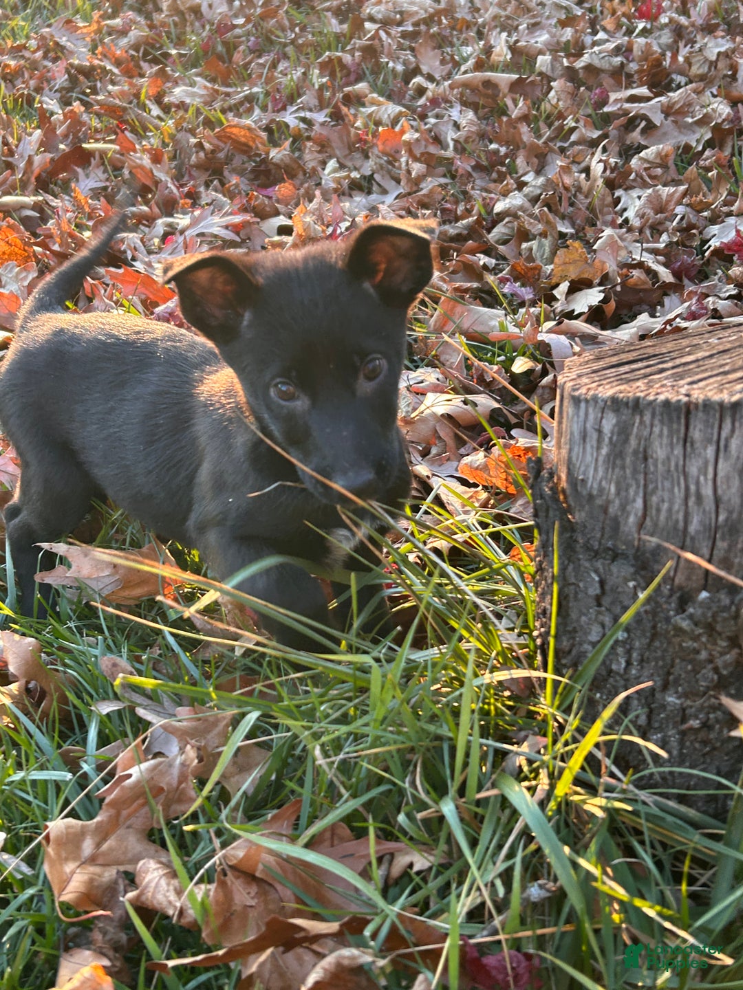 Belgian Malinois dogs for sale: Laylah - Ad 1