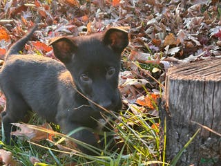 Belgian Malinois dogs Laylah - Ad 38