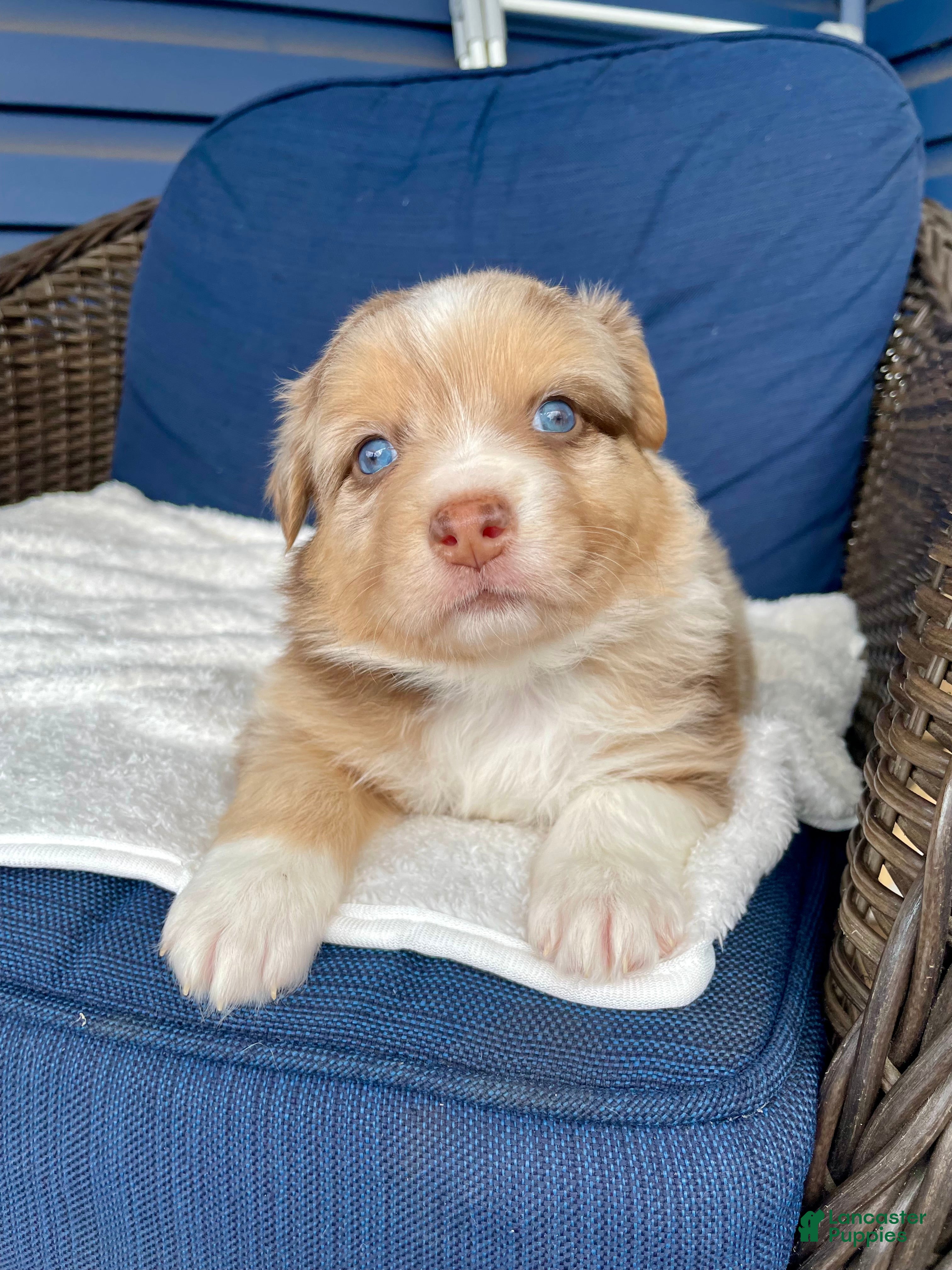Australian Shepherd dogs Precious  - Ad 14