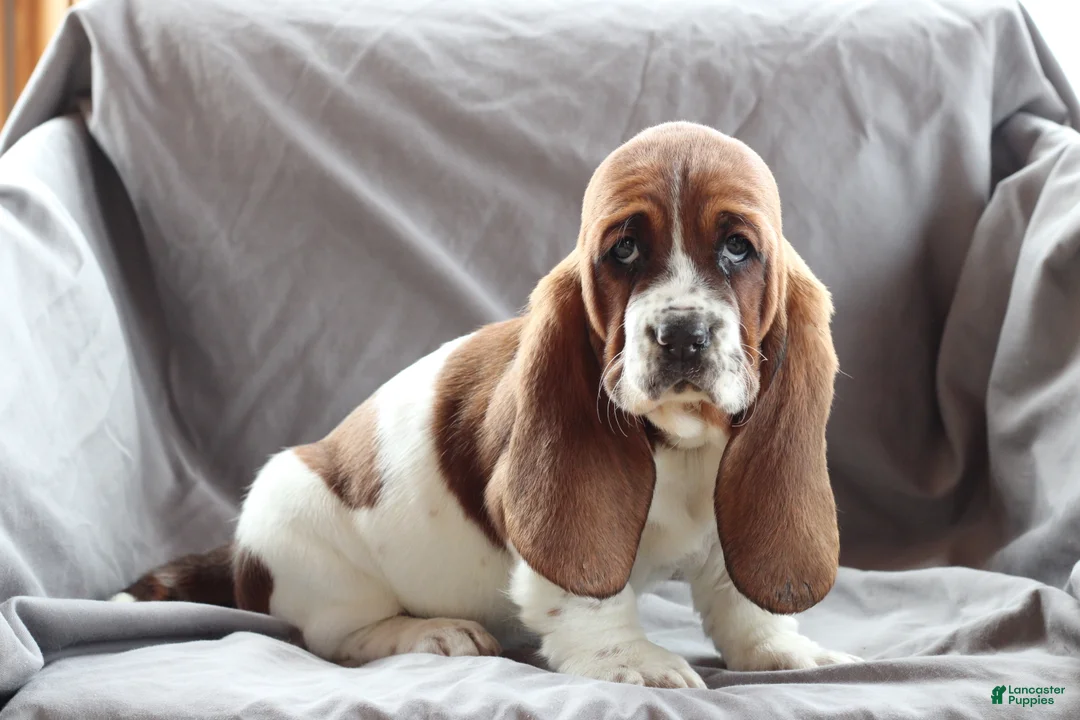 Basset Hound dogs for sale: Basset Hound Puppy 1 - Ad 2