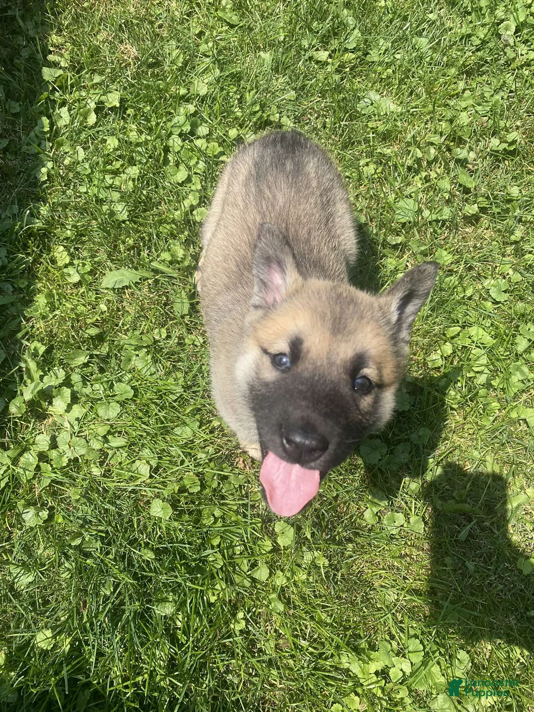 Gallery Image {{count}}