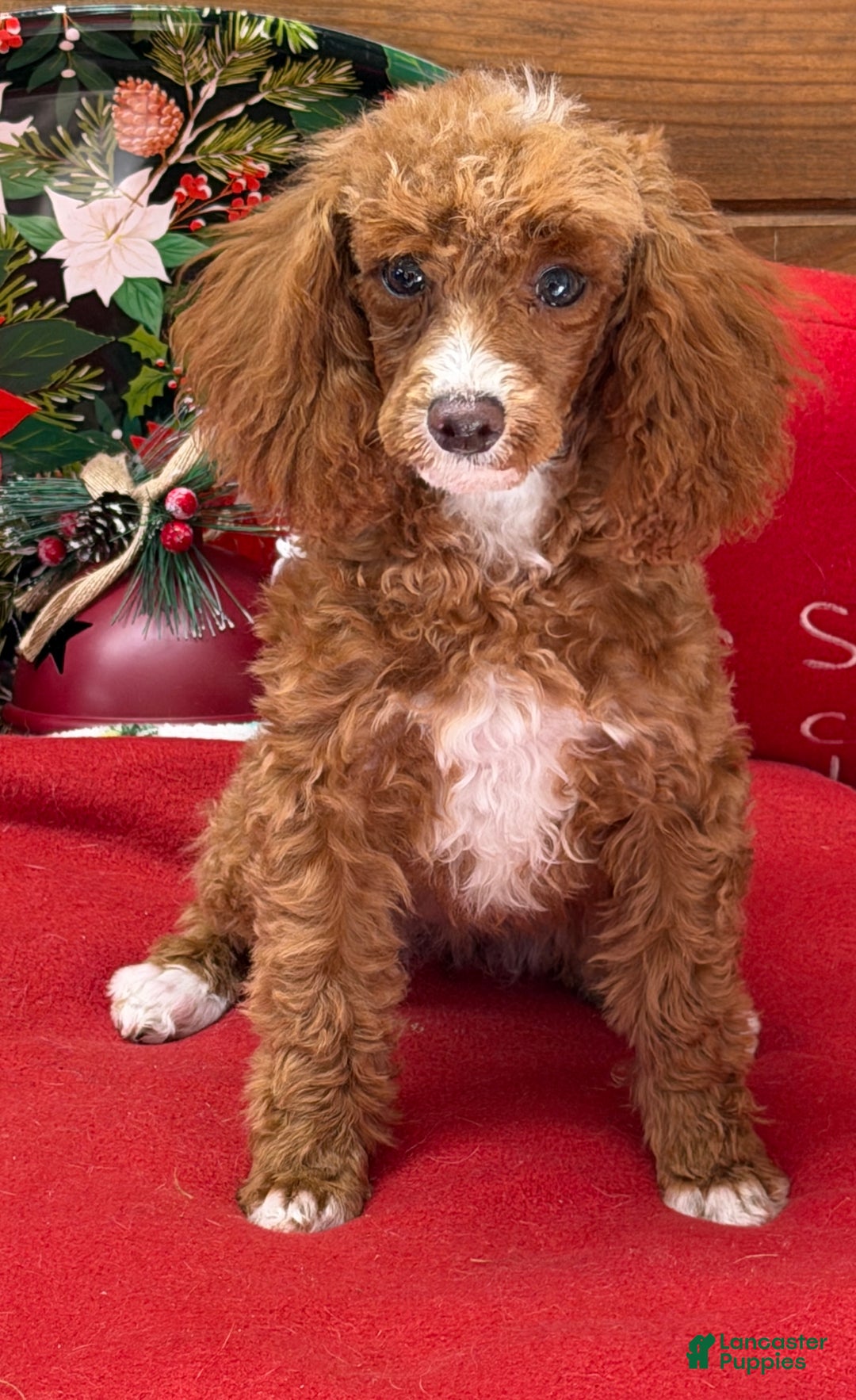 Toy Poodle dogs for sale: Lilly - Ad 2