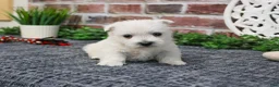 West Highland Terrier dogs for sale: Oliver  - Ad 6