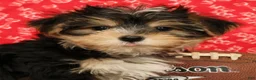 Morkie dogs for sale: Zeke - Ad 6