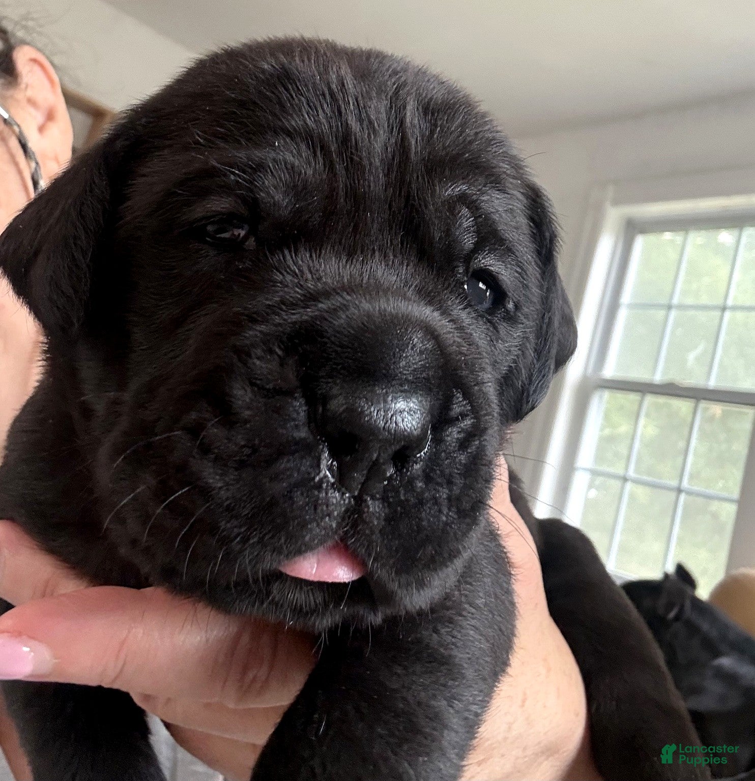 Cane Corso dogs BRUNO - Ad 1