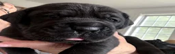 Cane Corso dogs for sale: BRUNO - Ad 1
