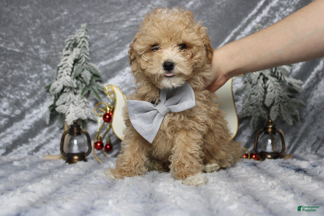 Havapoo dogs for sale: Foxtrot  - Ad 1