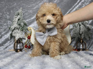 Havapoo dogs Foxtrot - Ad 30