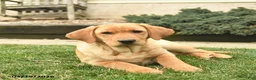 Labrador Retriever dogs for sale: Ria  - Ad 3