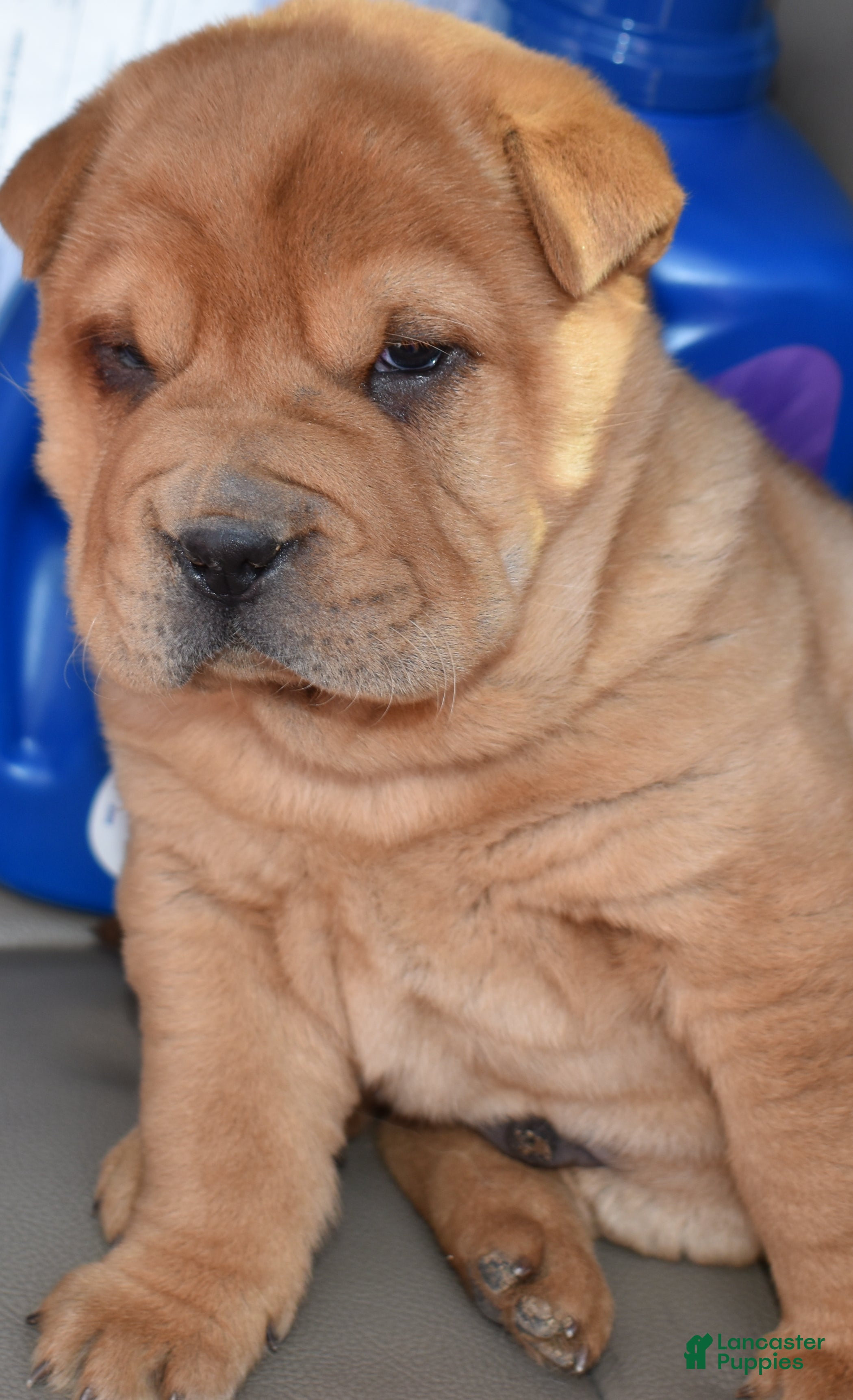 Shar Pei dogs Shar Pei Puppy 4 - Ad 2
