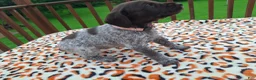 German Shorthaired Pointer dogs for sale: German Shorthaired Pointer Sage - Ad 2