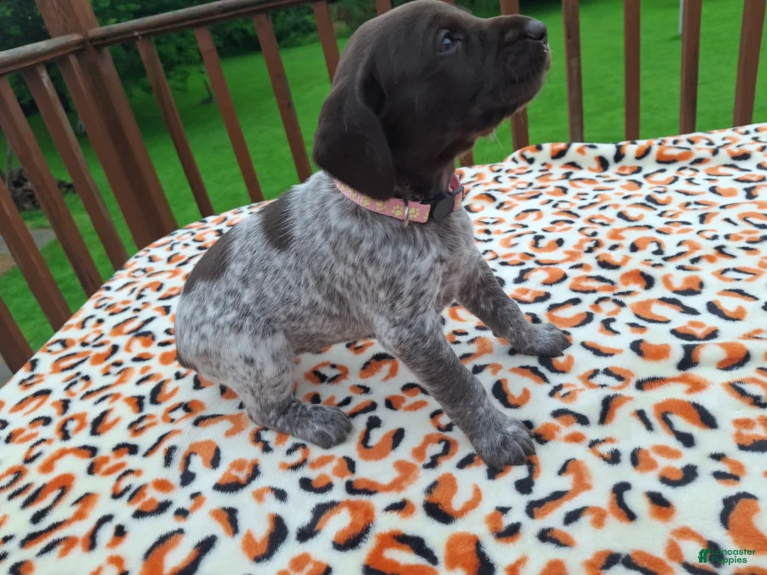 German Shorthaired Pointer dogs for sale: German Shorthaired Pointer Sage - Ad 2