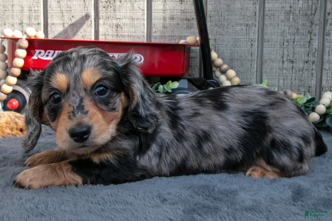 Miniature Dachshund dogs for sale: Selena - Ad 3