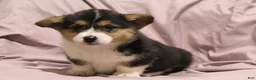 Welsh Corgi Pembroke dogs for sale: Maggie - Ad 2