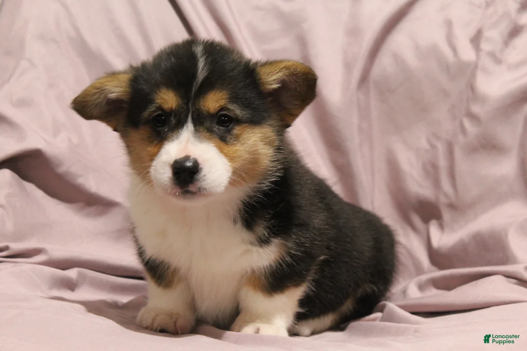 Welsh Corgi Pembroke dogs for sale: Maggie - Ad 2