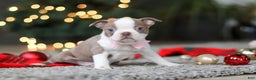 Boston Terrier dogs for sale: Macy - Ad 5