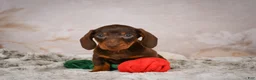 Miniature Dachshund dogs for sale: Sawyer - Ad 2