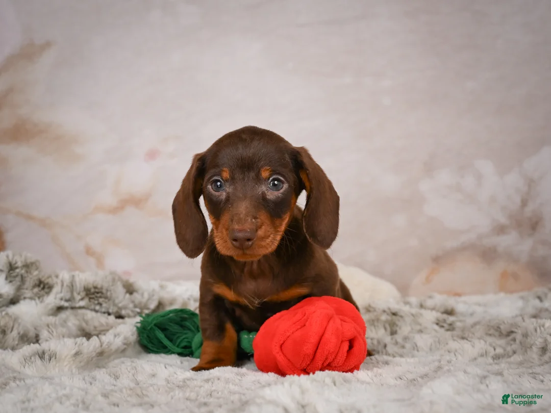 Miniature Dachshund dogs for sale: Sawyer - Ad 2