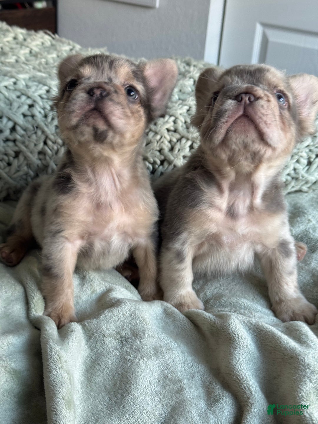 French Bulldog dogs for sale: Lilac tan fluffy french bulldog  - Ad 11