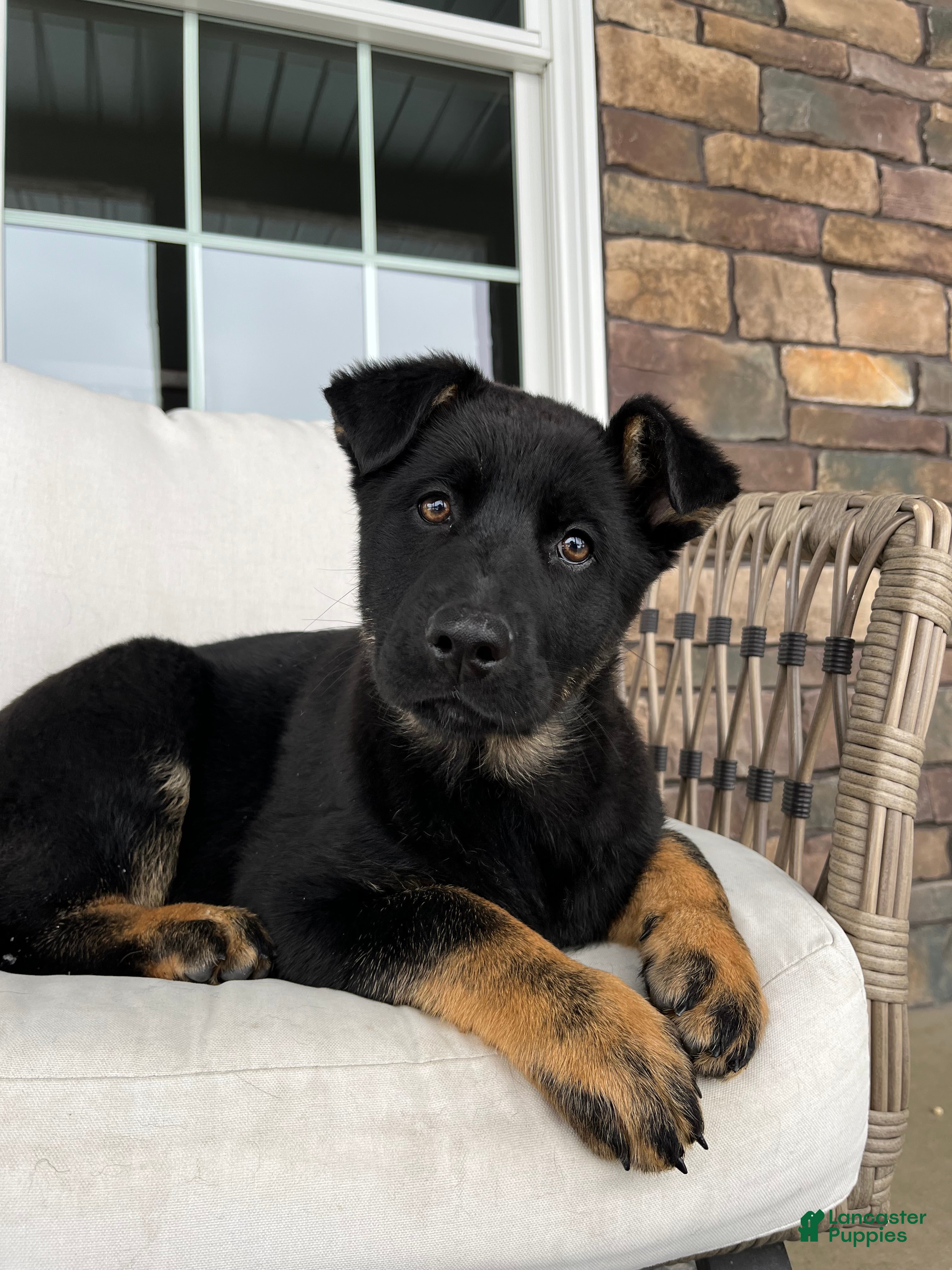 German Shepherd dogs Juno - Ad 2