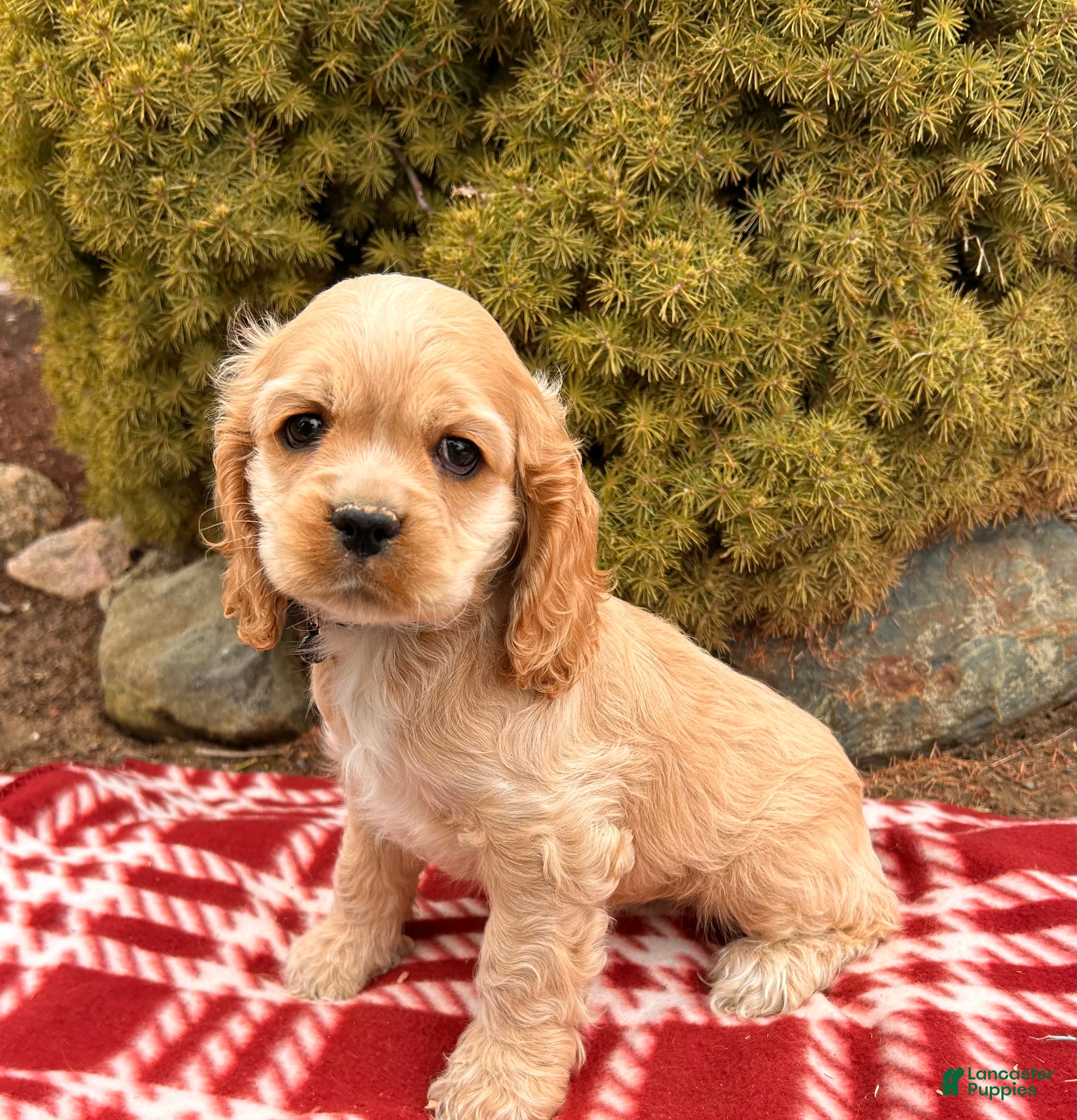 Cocker Spaniel dogs Zander - Ad 40