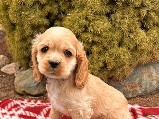 Cocker Spaniel dogs Zander - Ad 40