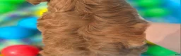 Cavapoo dogs for sale: Grub - Ad 5